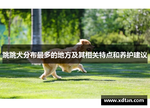 跳跳犬分布最多的地方及其相关特点和养护建议